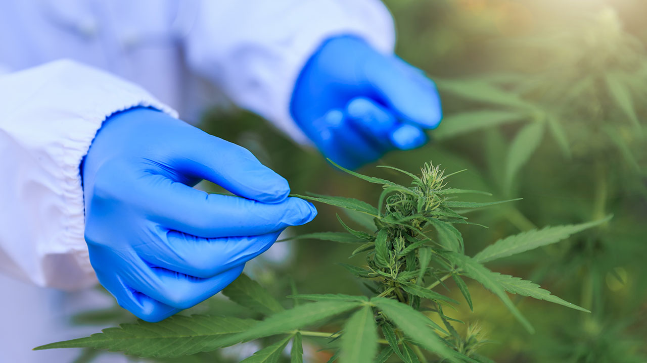 Cannabisupdatephoto2